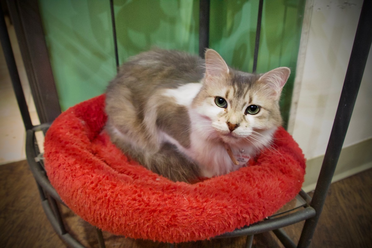 A Walk Through Lewisville's Cat Cafe. - Central Track